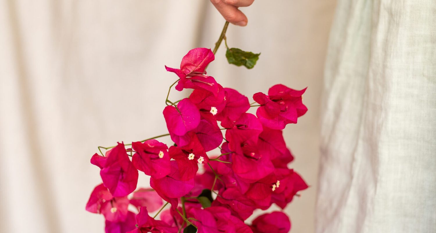 Dimi-detalles
